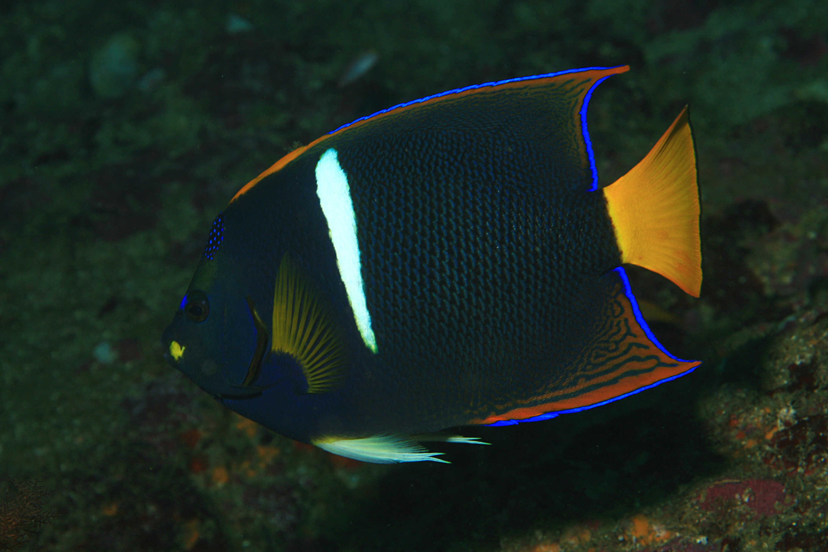 Nattholy Fish God has created Fish