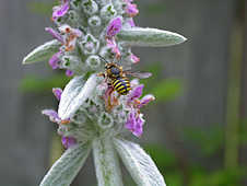 ��� ������ ���