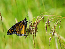 ��� ������ ���