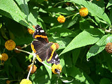 ��� ������ ���